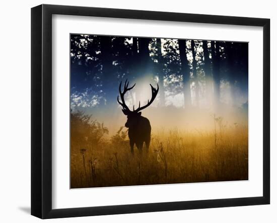 A Red Deer Buck, Cervus Elaphus, Comes Out from the Forest-Alex Saberi-Framed Photographic Print