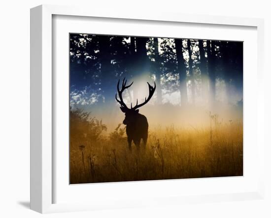 A Red Deer Buck, Cervus Elaphus, Comes Out from the Forest-Alex Saberi-Framed Photographic Print