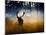 A Red Deer Buck, Cervus Elaphus, Comes Out from the Forest-Alex Saberi-Mounted Photographic Print