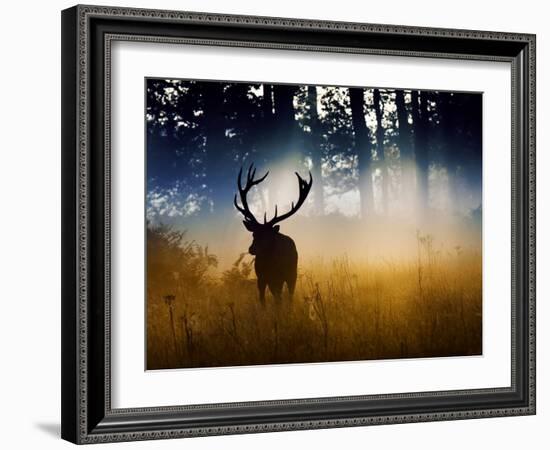 A Red Deer Buck, Cervus Elaphus, Comes Out from the Forest-Alex Saberi-Framed Photographic Print