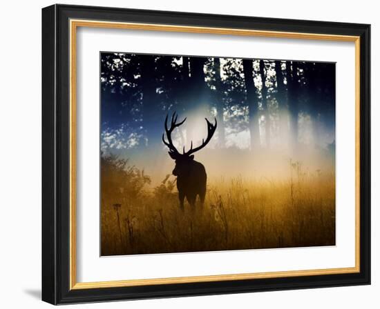A Red Deer Buck, Cervus Elaphus, Comes Out from the Forest-Alex Saberi-Framed Photographic Print