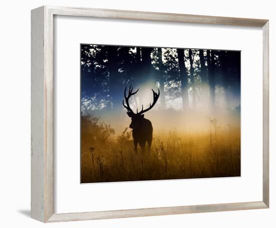 A Red Deer Buck, Cervus Elaphus, Comes Out from the Forest-Alex Saberi-Framed Photographic Print