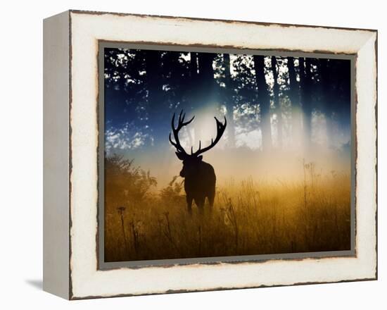 A Red Deer Buck, Cervus Elaphus, Comes Out from the Forest-Alex Saberi-Framed Premier Image Canvas
