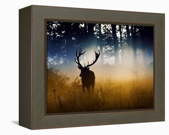 A Red Deer Buck, Cervus Elaphus, Comes Out from the Forest-Alex Saberi-Framed Premier Image Canvas