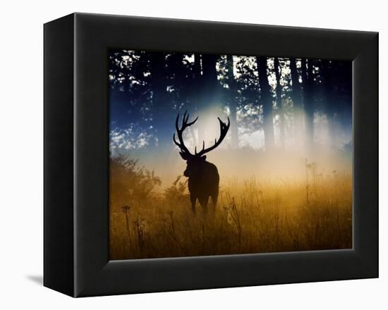 A Red Deer Buck, Cervus Elaphus, Comes Out from the Forest-Alex Saberi-Framed Premier Image Canvas