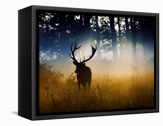 A Red Deer Buck, Cervus Elaphus, Comes Out from the Forest-Alex Saberi-Framed Premier Image Canvas