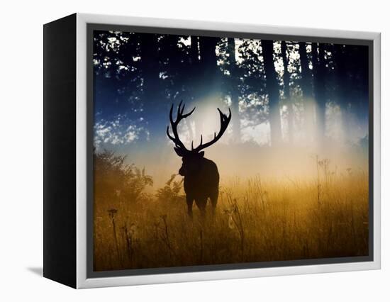 A Red Deer Buck, Cervus Elaphus, Comes Out from the Forest-Alex Saberi-Framed Premier Image Canvas