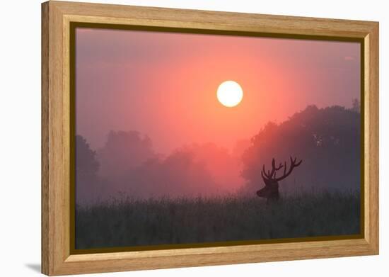 A Red Deer Buck, Cervus Elaphus, Silhouetted Against a Dramatic Sky-Alex Saberi-Framed Premier Image Canvas