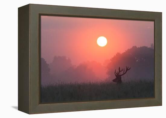 A Red Deer Buck, Cervus Elaphus, Silhouetted Against a Dramatic Sky-Alex Saberi-Framed Premier Image Canvas