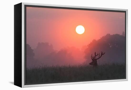 A Red Deer Buck, Cervus Elaphus, Silhouetted Against a Dramatic Sky-Alex Saberi-Framed Premier Image Canvas