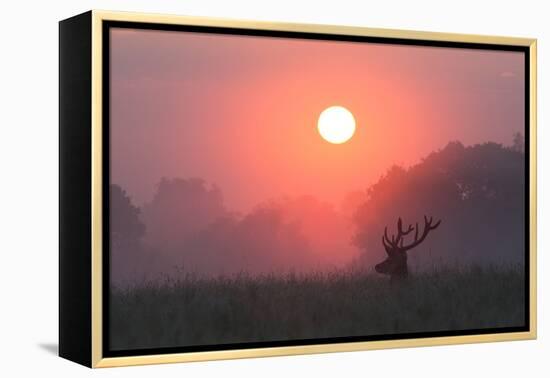 A Red Deer Buck, Cervus Elaphus, Silhouetted Against a Dramatic Sky-Alex Saberi-Framed Premier Image Canvas