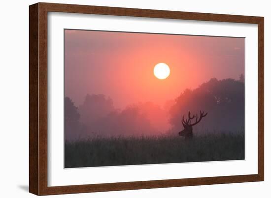 A Red Deer Buck, Cervus Elaphus, Silhouetted Against a Dramatic Sky-Alex Saberi-Framed Photographic Print