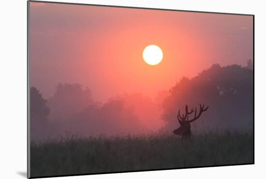 A Red Deer Buck, Cervus Elaphus, Silhouetted Against a Dramatic Sky-Alex Saberi-Mounted Photographic Print