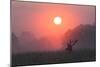 A Red Deer Buck, Cervus Elaphus, Silhouetted Against a Dramatic Sky-Alex Saberi-Mounted Photographic Print