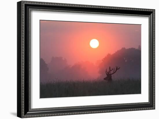 A Red Deer Buck, Cervus Elaphus, Silhouetted Against a Dramatic Sky-Alex Saberi-Framed Photographic Print