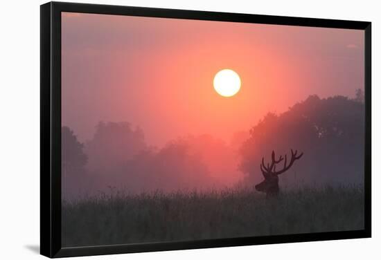 A Red Deer Buck, Cervus Elaphus, Silhouetted Against a Dramatic Sky-Alex Saberi-Framed Premier Image Canvas