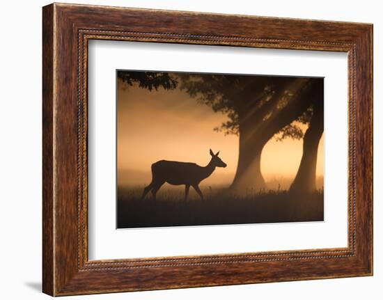 A Red Deer, Cervus Elaphus, Grazes in the Early Morning Mists of Richmond Park-Alex Saberi-Framed Photographic Print