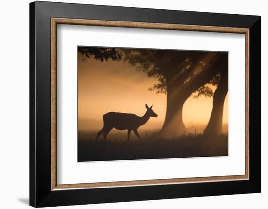 A Red Deer, Cervus Elaphus, Grazes in the Early Morning Mists of Richmond Park-Alex Saberi-Framed Photographic Print