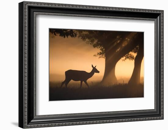 A Red Deer, Cervus Elaphus, Grazes in the Early Morning Mists of Richmond Park-Alex Saberi-Framed Photographic Print