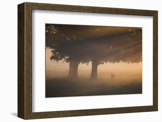 A Red Deer, Cervus Elaphus, Grazes in the Early Morning Mists of Richmond Park-Alex Saberi-Framed Photographic Print