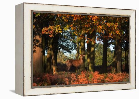 A Red Deer, Cervus Elaphus, in London's Richmond Park-Alex Saberi-Framed Premier Image Canvas