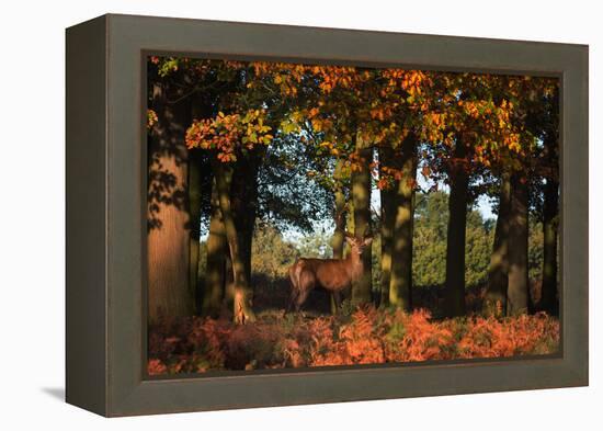 A Red Deer, Cervus Elaphus, in London's Richmond Park-Alex Saberi-Framed Premier Image Canvas