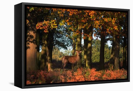 A Red Deer, Cervus Elaphus, in London's Richmond Park-Alex Saberi-Framed Premier Image Canvas