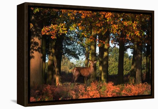 A Red Deer, Cervus Elaphus, in London's Richmond Park-Alex Saberi-Framed Premier Image Canvas