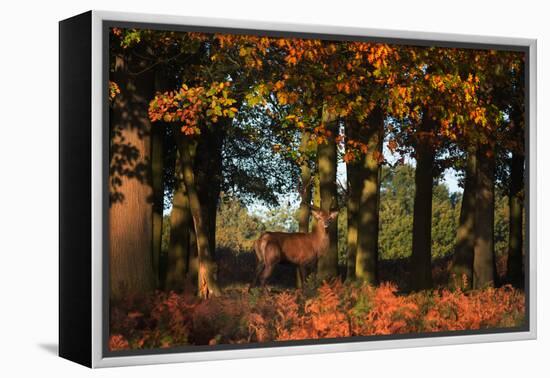 A Red Deer, Cervus Elaphus, in London's Richmond Park-Alex Saberi-Framed Premier Image Canvas