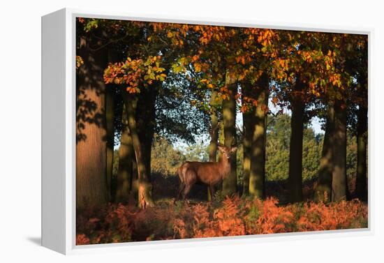 A Red Deer, Cervus Elaphus, in London's Richmond Park-Alex Saberi-Framed Premier Image Canvas