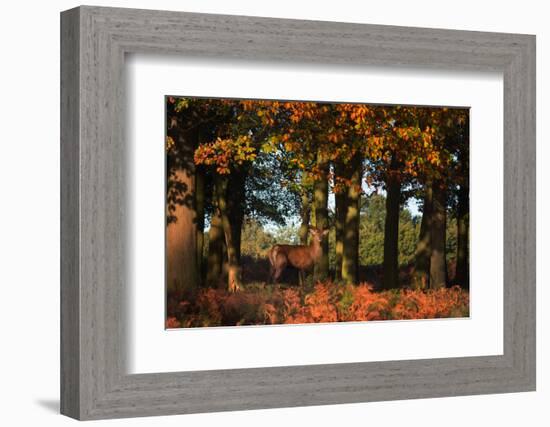 A Red Deer, Cervus Elaphus, in London's Richmond Park-Alex Saberi-Framed Photographic Print