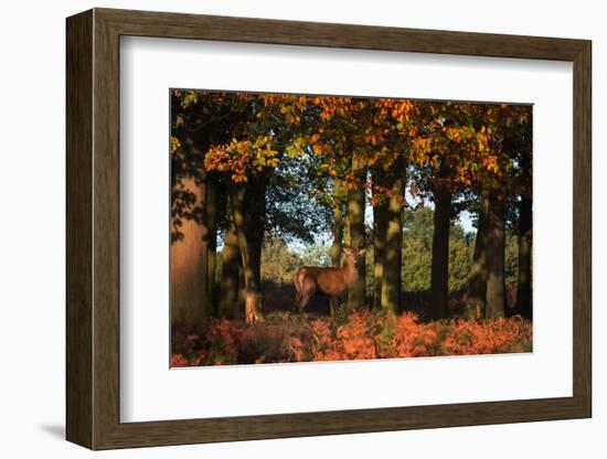 A Red Deer, Cervus Elaphus, in London's Richmond Park-Alex Saberi-Framed Photographic Print