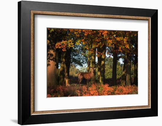 A Red Deer, Cervus Elaphus, in London's Richmond Park-Alex Saberi-Framed Photographic Print