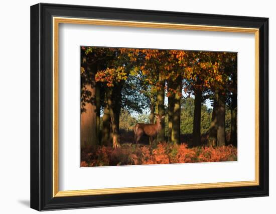 A Red Deer, Cervus Elaphus, in London's Richmond Park-Alex Saberi-Framed Photographic Print