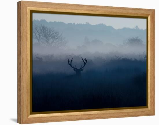 A Red Deer, Cervus Elaphus, in the Autumn Mist-Alex Saberi-Framed Premier Image Canvas