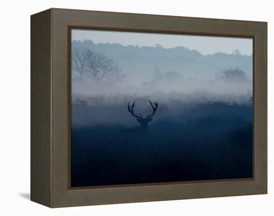 A Red Deer, Cervus Elaphus, in the Autumn Mist-Alex Saberi-Framed Premier Image Canvas