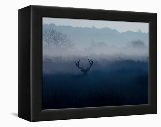 A Red Deer, Cervus Elaphus, in the Autumn Mist-Alex Saberi-Framed Premier Image Canvas