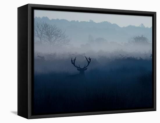 A Red Deer, Cervus Elaphus, in the Autumn Mist-Alex Saberi-Framed Premier Image Canvas