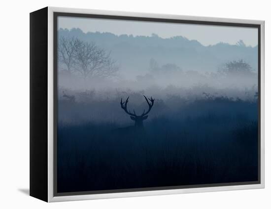 A Red Deer, Cervus Elaphus, in the Autumn Mist-Alex Saberi-Framed Premier Image Canvas