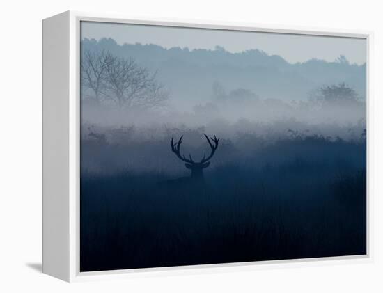 A Red Deer, Cervus Elaphus, in the Autumn Mist-Alex Saberi-Framed Premier Image Canvas