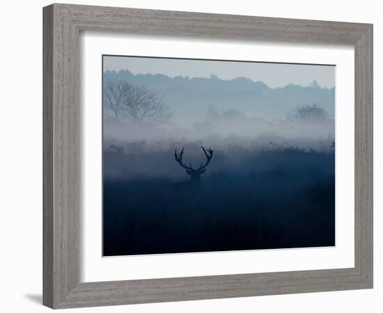 A Red Deer, Cervus Elaphus, in the Autumn Mist-Alex Saberi-Framed Photographic Print