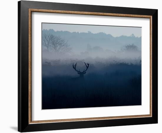 A Red Deer, Cervus Elaphus, in the Autumn Mist-Alex Saberi-Framed Photographic Print