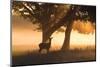 A Red Deer, Cervus Elaphus, in the Early Morning Mists of Richmond Park-Alex Saberi-Mounted Photographic Print