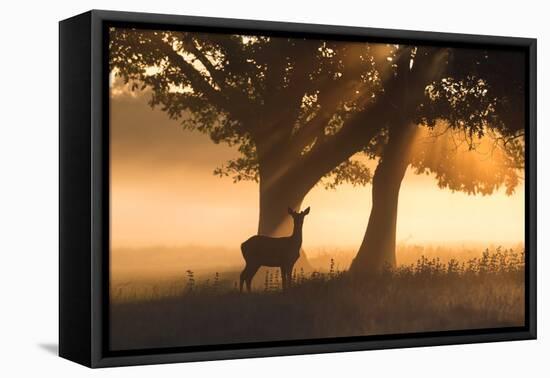 A Red Deer, Cervus Elaphus, in the Early Morning Mists of Richmond Park-Alex Saberi-Framed Premier Image Canvas
