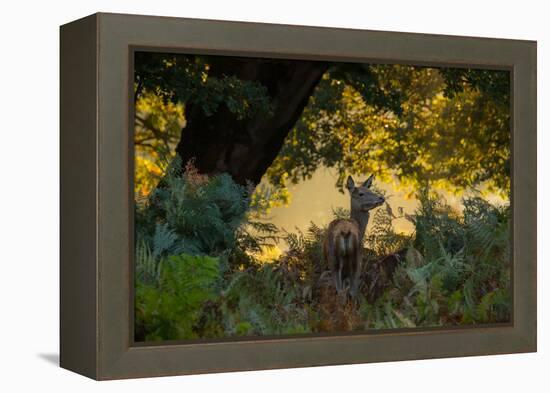 A Red Deer Doe on an Early Autumn Morning in Richmond Park-Alex Saberi-Framed Premier Image Canvas