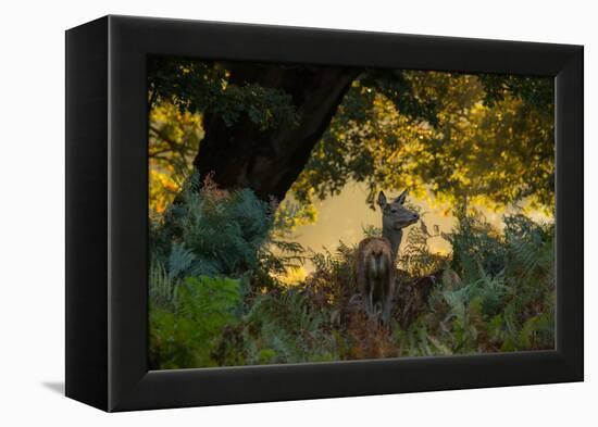 A Red Deer Doe on an Early Autumn Morning in Richmond Park-Alex Saberi-Framed Premier Image Canvas