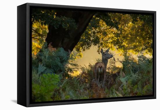 A Red Deer Doe on an Early Autumn Morning in Richmond Park-Alex Saberi-Framed Premier Image Canvas