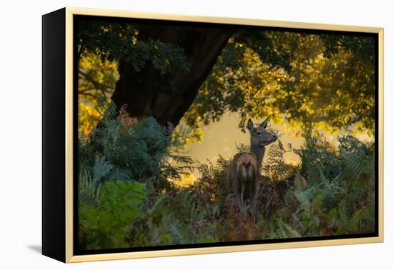 A Red Deer Doe on an Early Autumn Morning in Richmond Park-Alex Saberi-Framed Premier Image Canvas