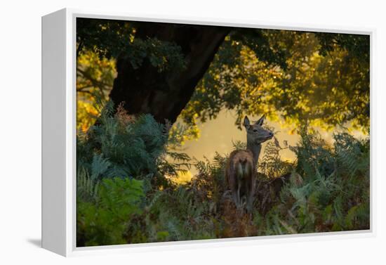 A Red Deer Doe on an Early Autumn Morning in Richmond Park-Alex Saberi-Framed Premier Image Canvas