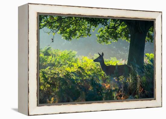 A Red Deer Doe on an Early Autumn Morning in Richmond Park-Alex Saberi-Framed Premier Image Canvas